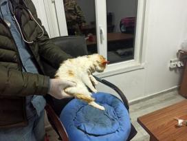 Jandarma ekipleri sokakta buldukları hasta kedi tedavi etti