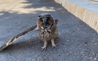 Diyarbakır’da bir kanadı olmayan yaralı baykuş tedavi altına alındı
