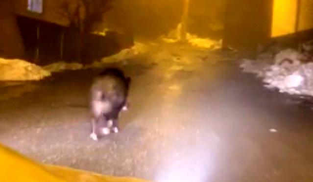 Diyarbakır’ın Kulp ilçesinde ilçe merkezine inen domuzlar kameraya yansıdı