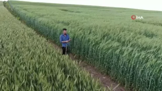 2 metre 20 santimlik ‘ata tohumu buğday’ sergilendi