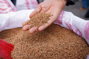 Diyarbakırlı çiftçilere kırmızı mercimek tohumu dağıtıldı
