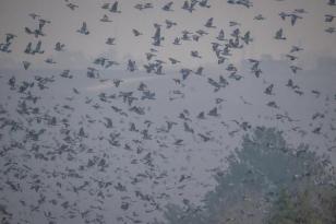 Avcıların giremediği kampüsteki gölet, kuşlarla doldu