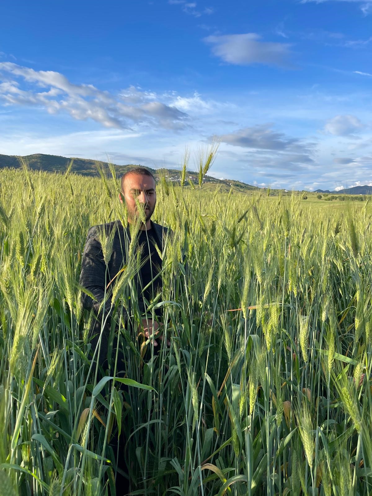 Diyarbakır’ın Çüngüş İlçesinde Ata Tohumu Buğdayı Bereket Getiriyor