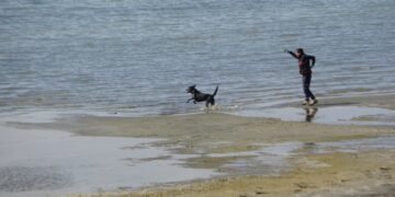 Diyarbakırlı Rojin için AFAD’dan köpekli arama