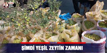 Şimdi yeşil zeytin zamanı