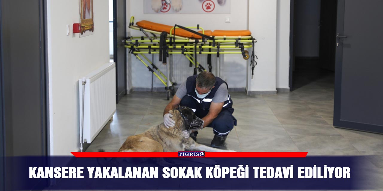 Kansere yakalanan sokak köpeği tedavi ediliyor