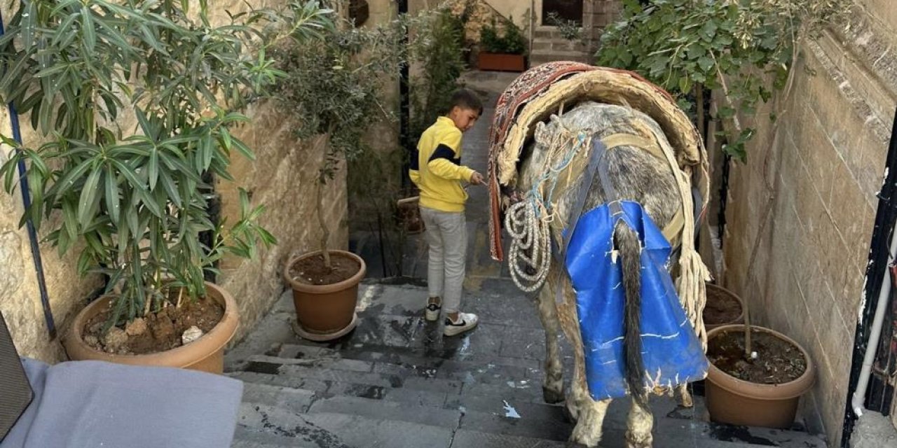 Mardin’de kadrolu eşek mesaisi