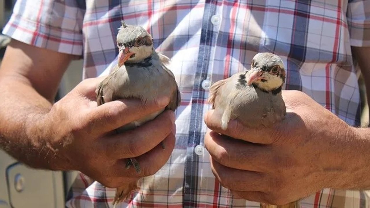 Yaralı keklikler doğaya salındı