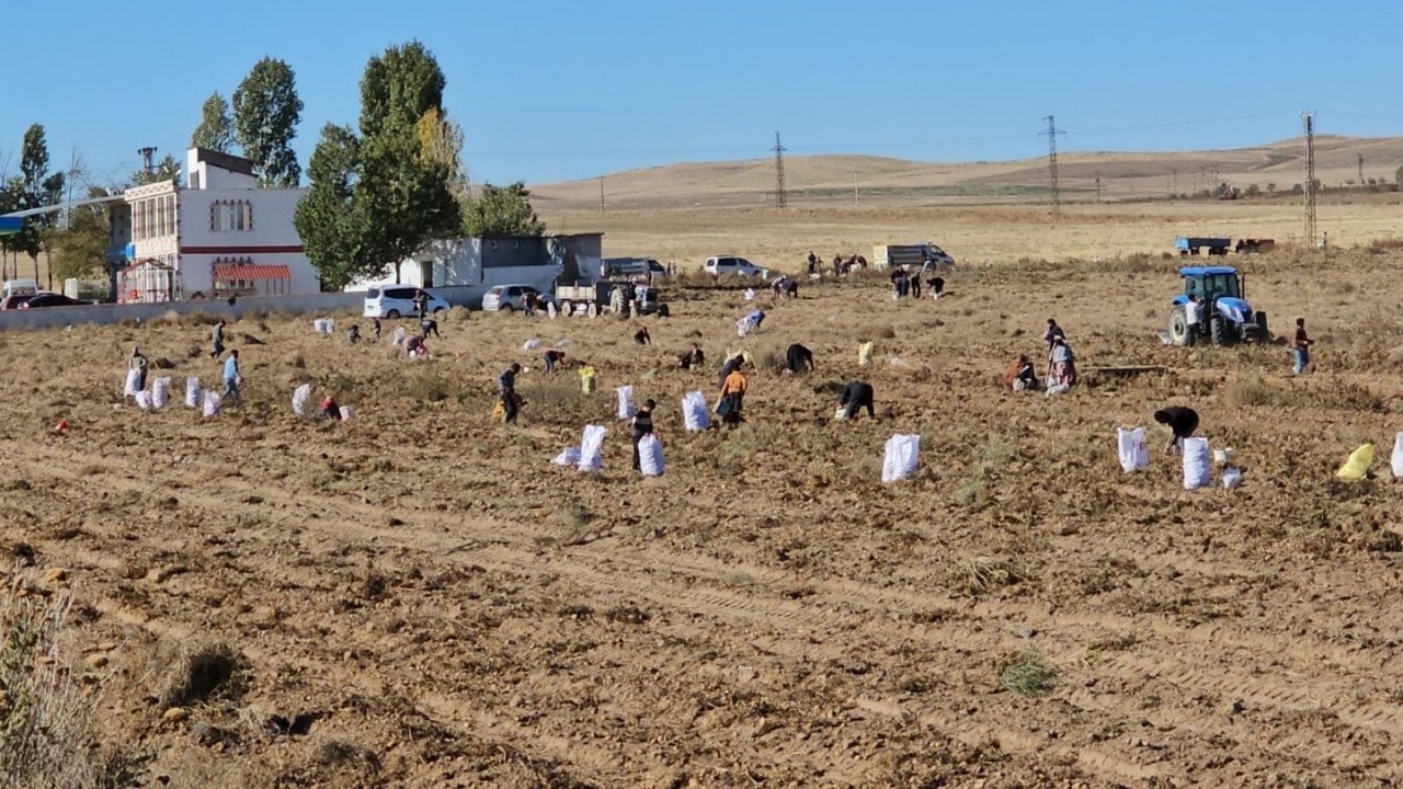 Bitlis’te haberi duyan tarlaya akın etti