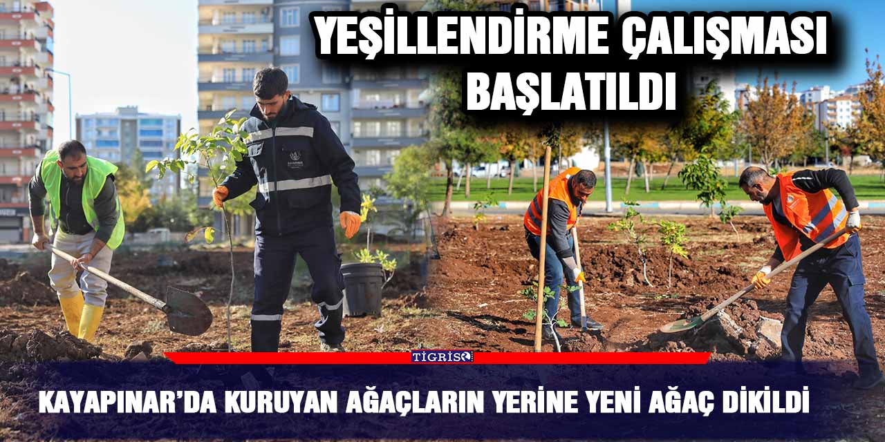 Kayapınar’da kuruyan ağaçların yerine yeni ağaç dikildi