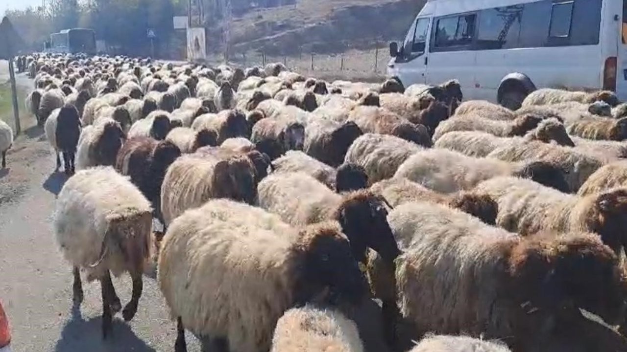 Diyarbakır’da Koçerlerin yaylalardan dönüş yolculuğu başladı