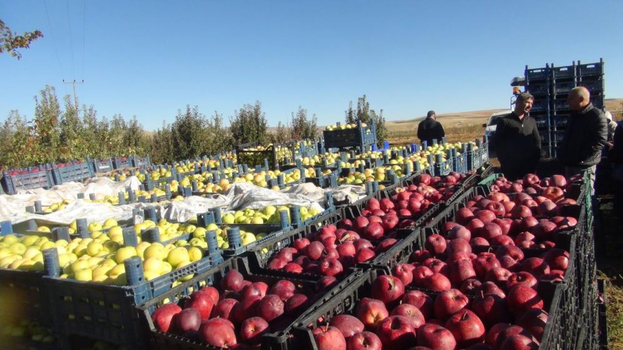 Tek bahçeden 200 ton mahsul çıktı