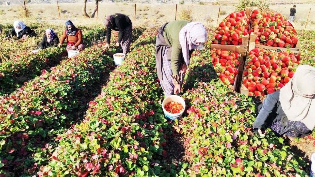 Sason organik çileğinde yılın son hasadı başladı