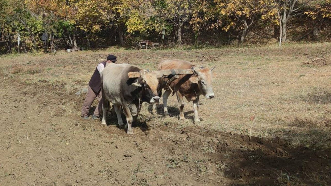 Bitlis’in dik yamaçlarına traktör girmiyor: Tarlada öküz kullanılıyor