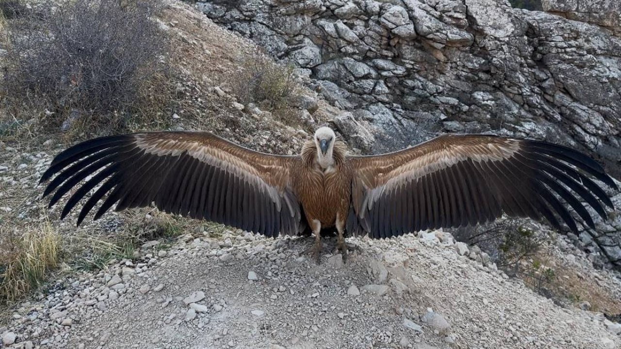 Şırnak’ta yaralı akbaba tedavinin ardından doğaya salındı