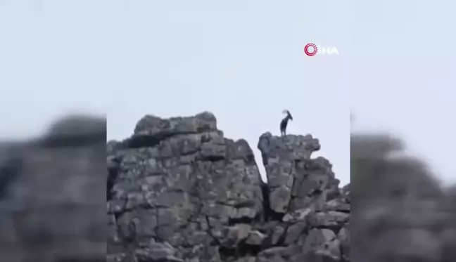 Diyarbakır’da Dağ Keçileri Görüntülendi